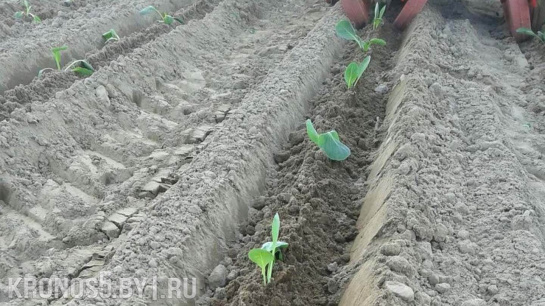 Превью